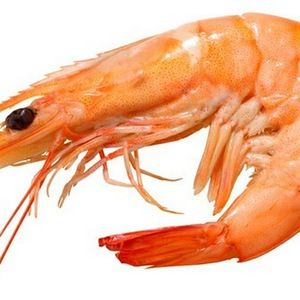 Meet your Posher, Dillon